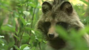 OBS 스페셜.130513.새들의 도시.HDTV.H264.720p-KOR